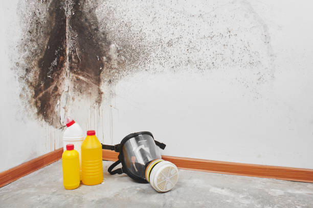 Best Commercial Mold Remediation in Bude, MS