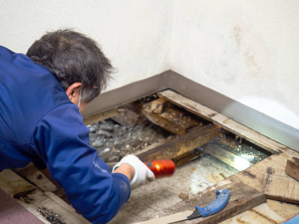 Best Localized Mold Remediation (e.g., coastal areas, humid climates) in Bude, MS
