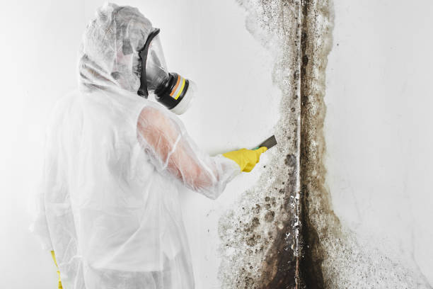 Best Basement Mold Remediation in Bude, MS