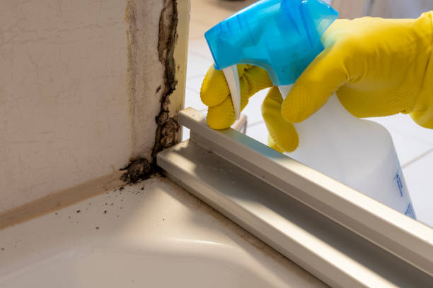 Best Commercial Mold Remediation in Bude, MS