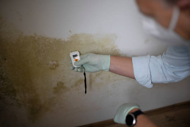 Best Mold Remediation for Specific Building Types in Bude, MS
