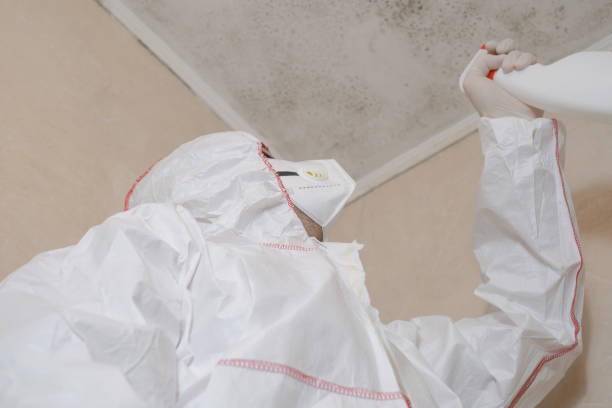 Best Kitchen Mold Remediation in Bude, MS