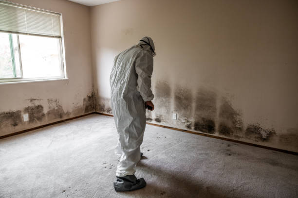 Best Attic Mold Remediation in Bude, MS