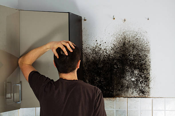 Best Residential Mold Remediation in Bude, MS