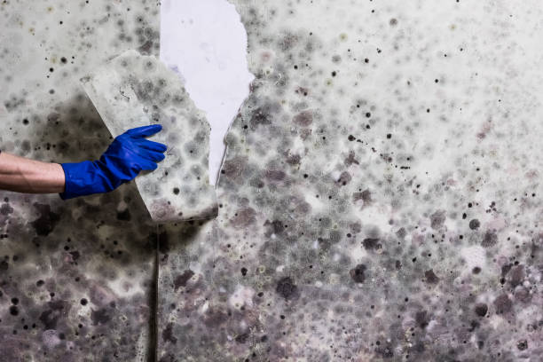 Best Insurance-Related Mold Remediation in Bude, MS